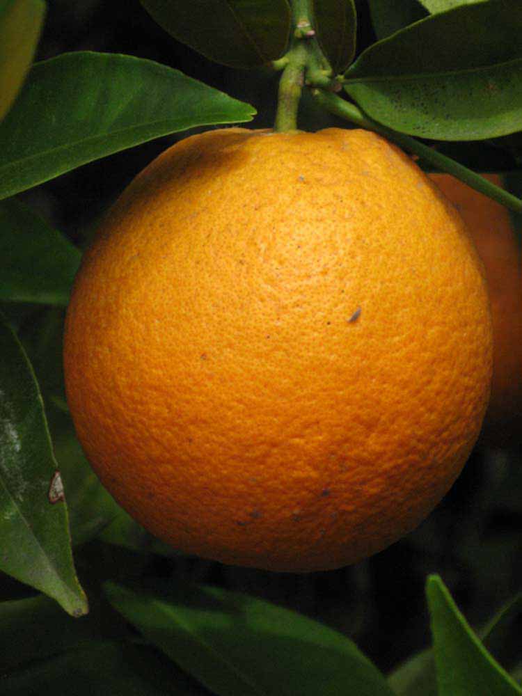            Fruit (Riverside, CA)   